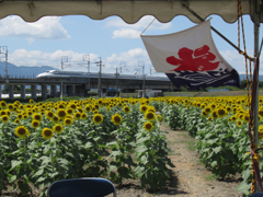 夏の風物詩