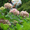 初夏の陽気