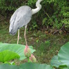 蓮池のサギ