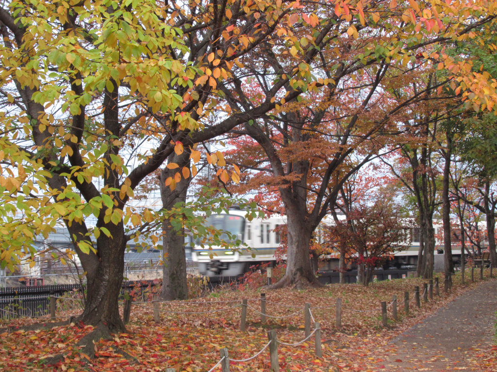 秋色に染まる梅小路