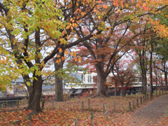 秋色に染まる梅小路