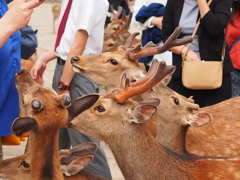 期待の眼差し