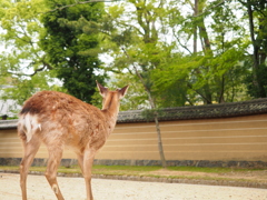 ついておいで