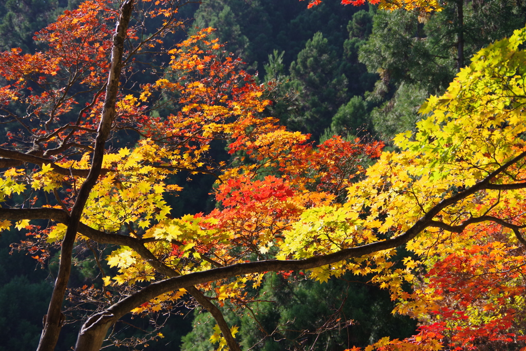 御岳山の紅葉