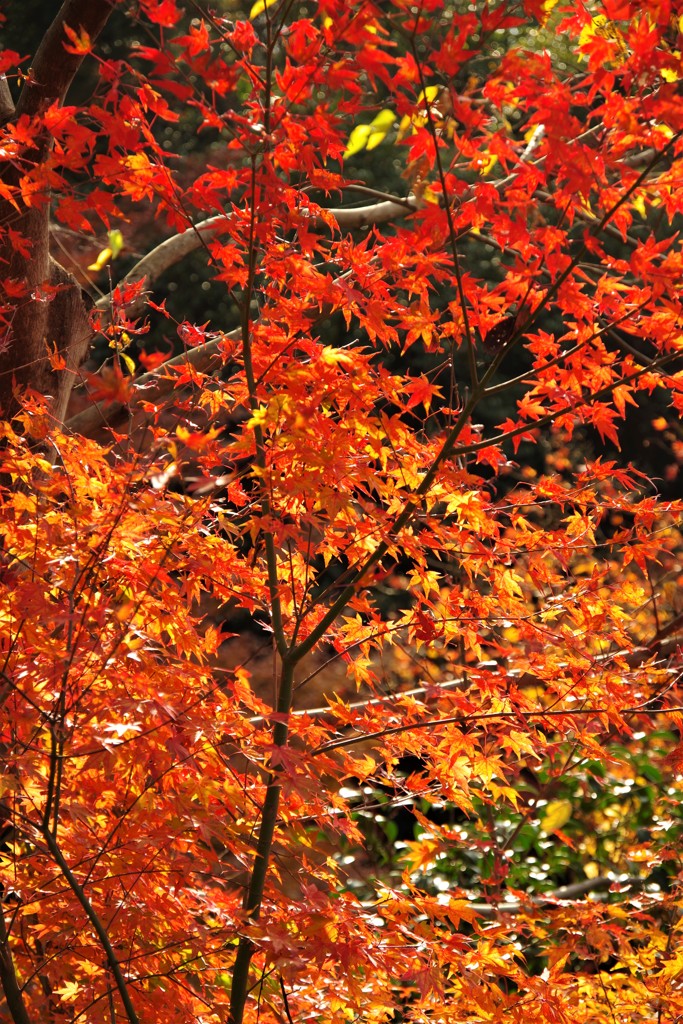 いとをかし！京都清水寺の秋④