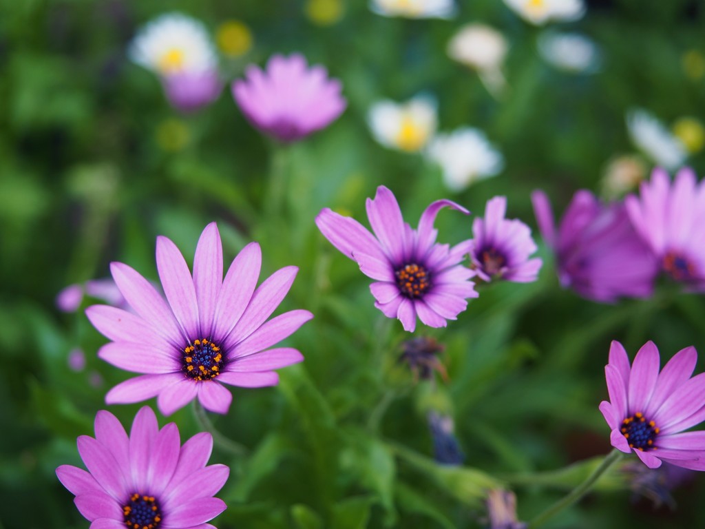 ベストアフリカン デイジー 最高の花の画像