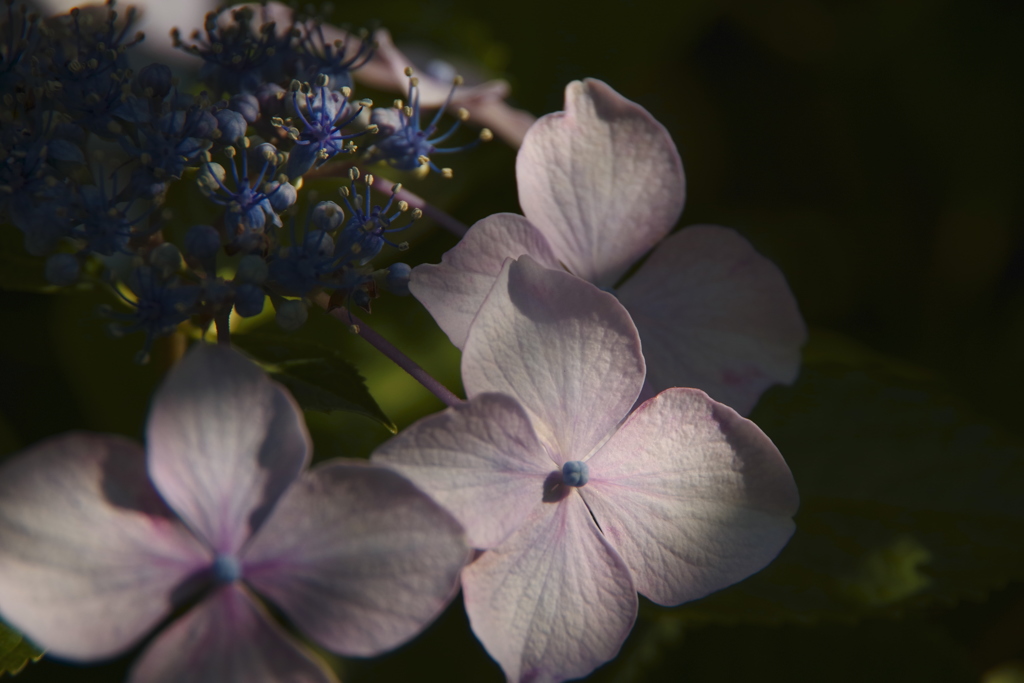 移り気の花