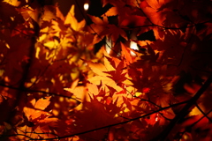 秋色の季節