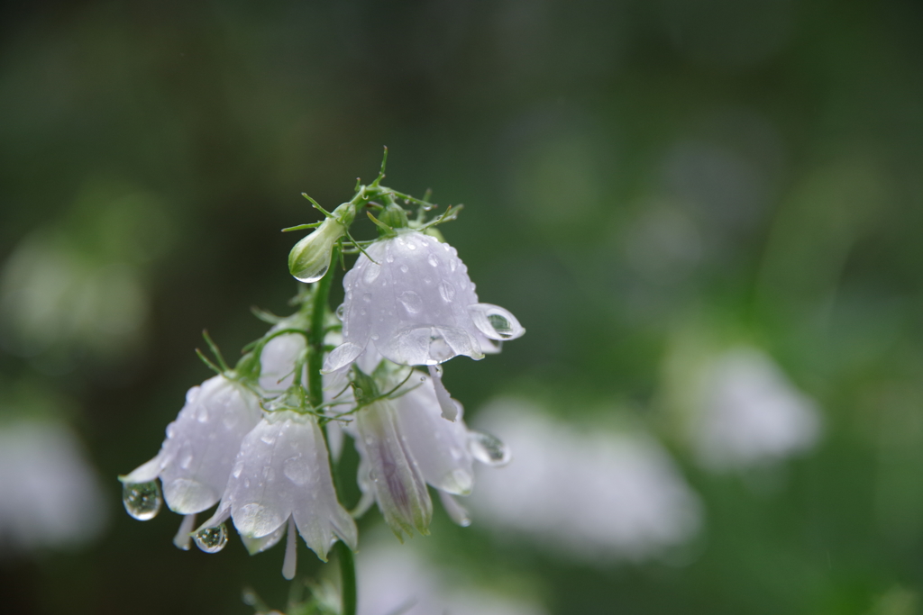 雨中の出会い