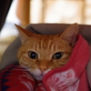 りりー君