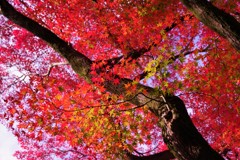 いとをかし！京都清水寺の秋⑤