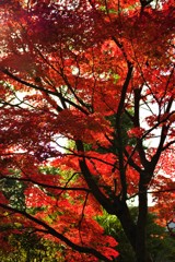 いとをかし！京都清水寺の秋②