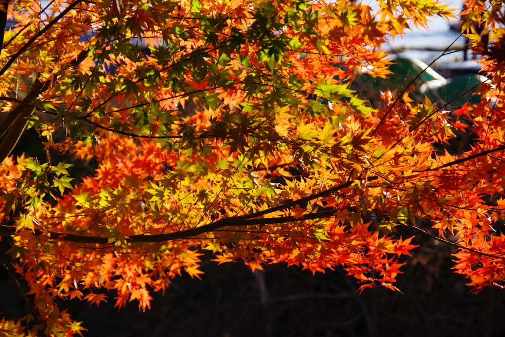 夕日紅葉