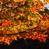 夕日紅葉
