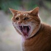 はんにゃ！