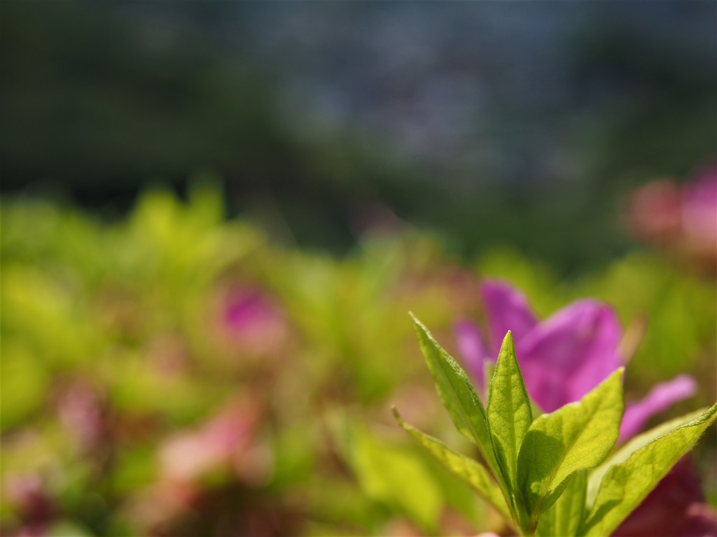 初夏の芽吹き