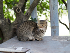 野良猫の隠れ家