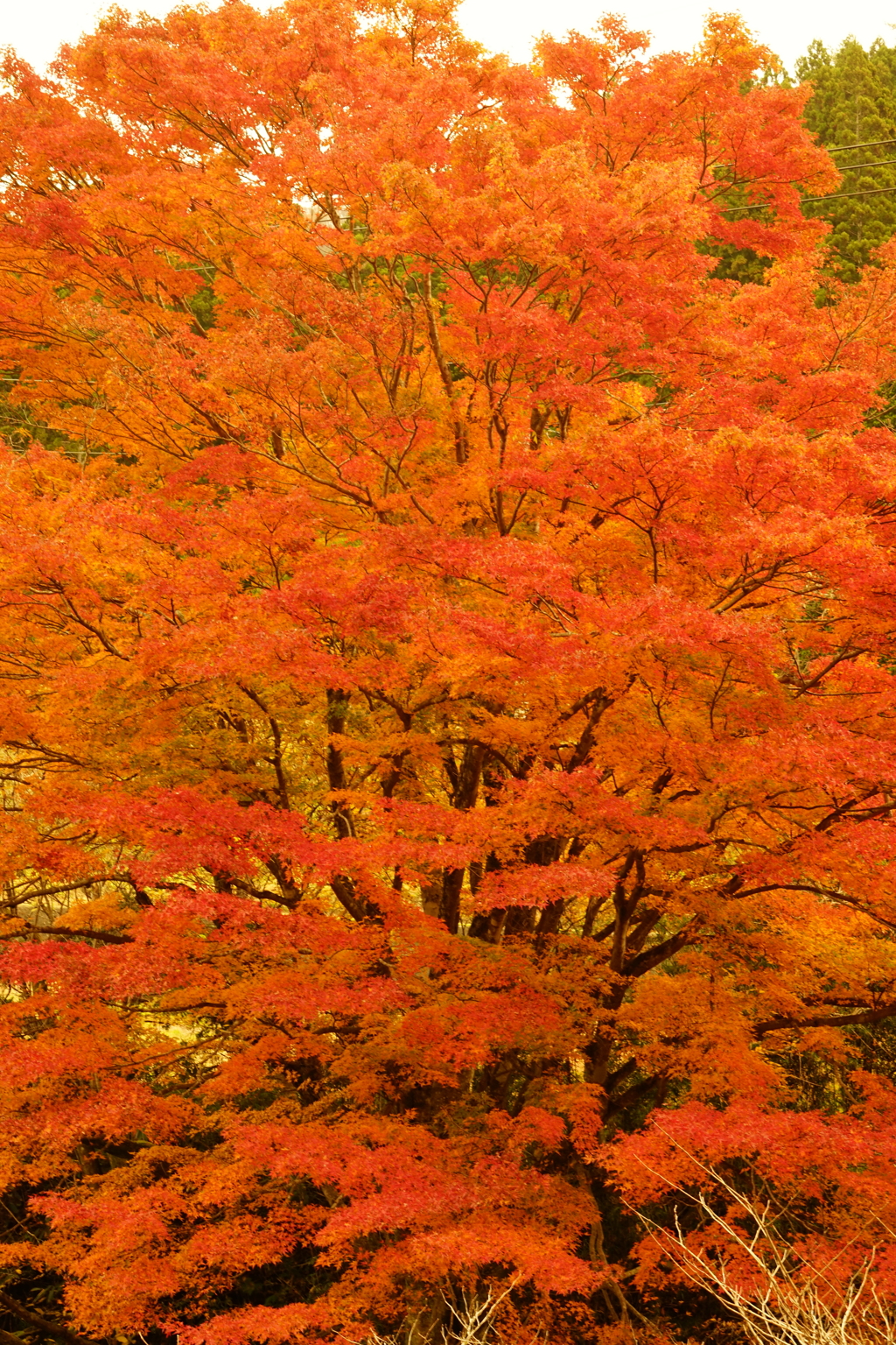 紅葉