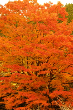 紅葉