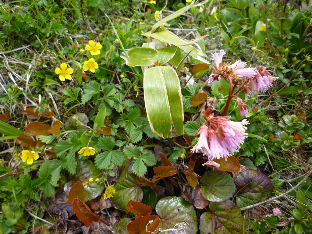 谷川連峰に咲く花々２