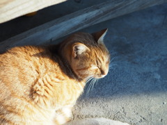 日向ねこ