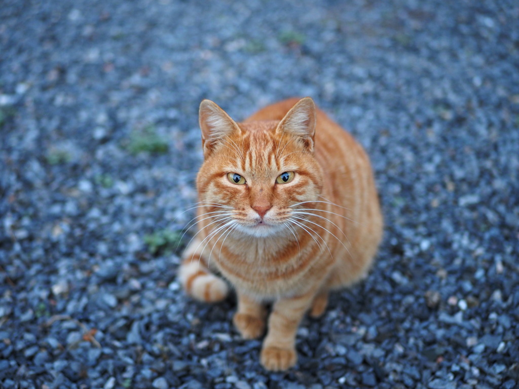 家ねこ