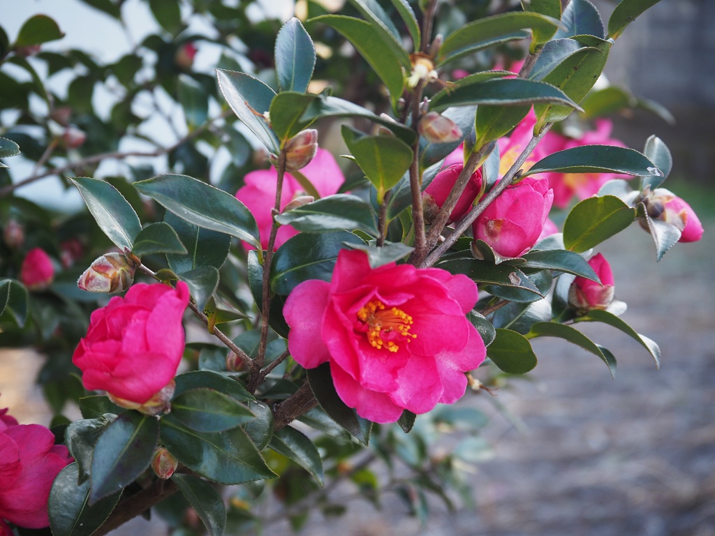 山茶花