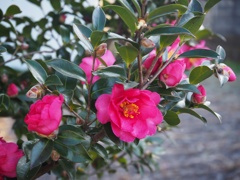 山茶花