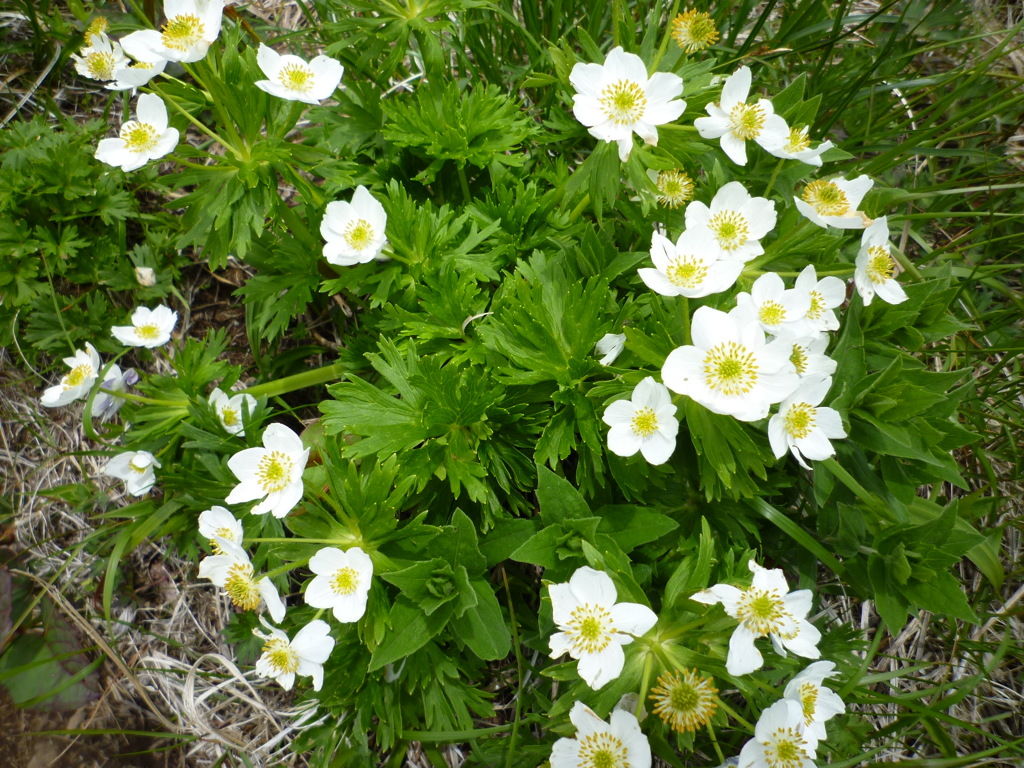 谷川連峰に咲く花々３