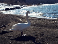 白鳥と湖