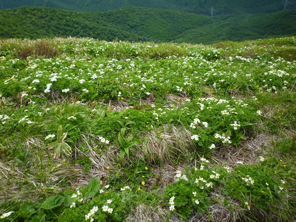 谷川連峰に咲く花々４