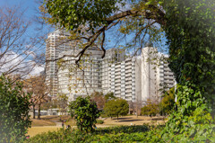 公園から見る風景