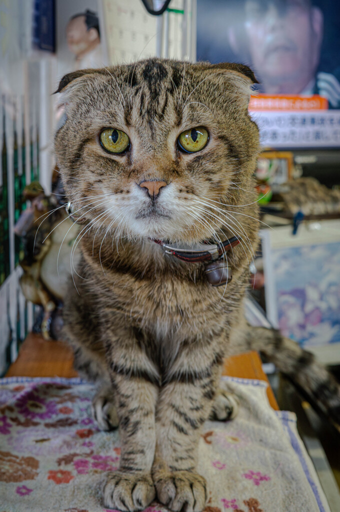 いらっしゃいませ！　床屋の番猫