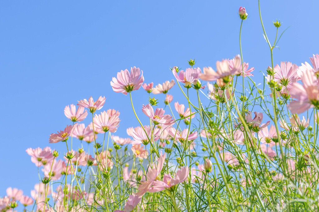 秋 桜 の 季 節