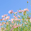 秋 桜 の 季 節
