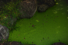 緑 の 水 面