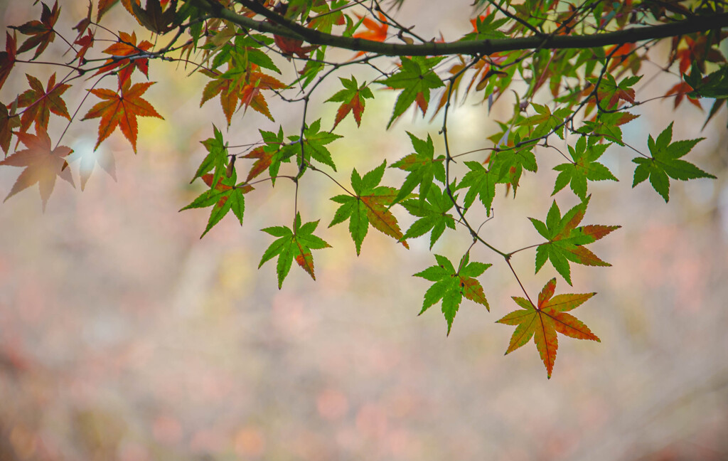 もっと　紅く