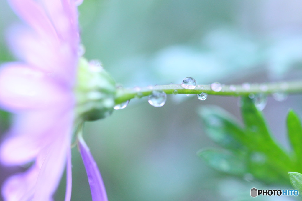 雨粒⑧