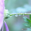 雨粒⑧