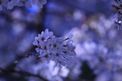 桜 2018 ③