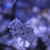 桜 2018 ③