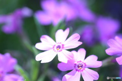 芝桜＊ピンク♪