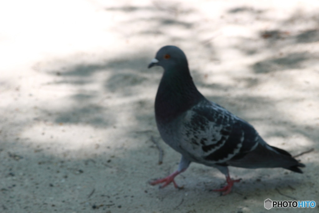 鳩も居た