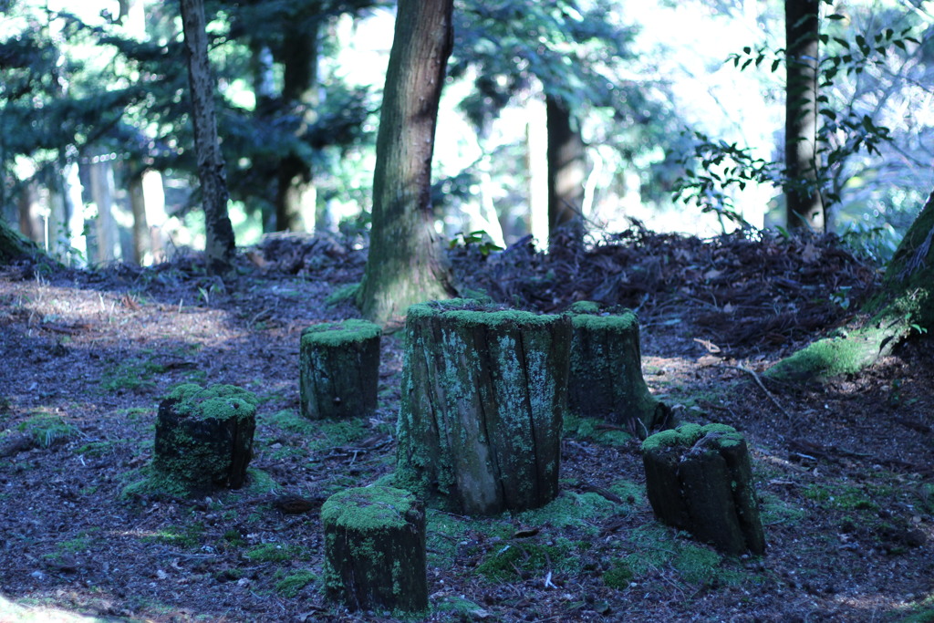 苔の切り株