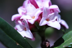 ピンクの沈丁花☆③