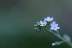 小さな花