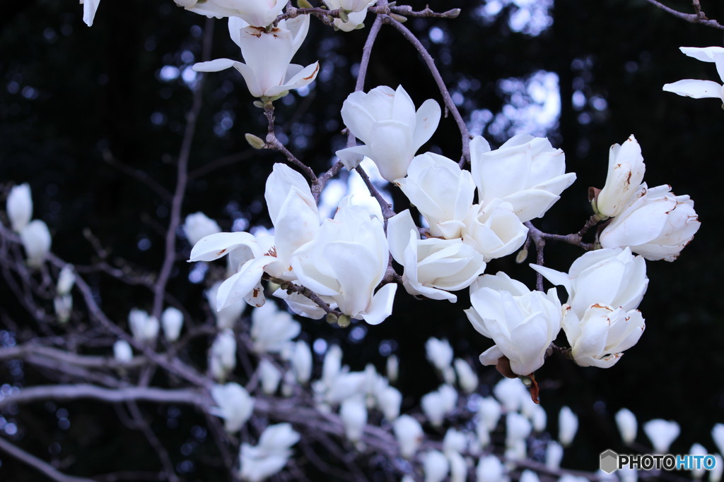 木蓮とこぶしの違いが解らない②