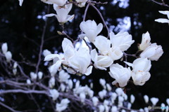 木蓮とこぶしの違いが解らない②