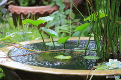 やっと梅雨・・・