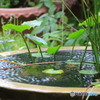 やっと梅雨・・・